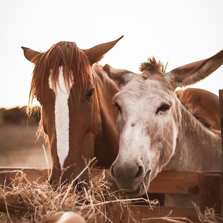 Quinta Das Cacadoras - Animal Lovers Only ปัลเมลา ภายนอก รูปภาพ