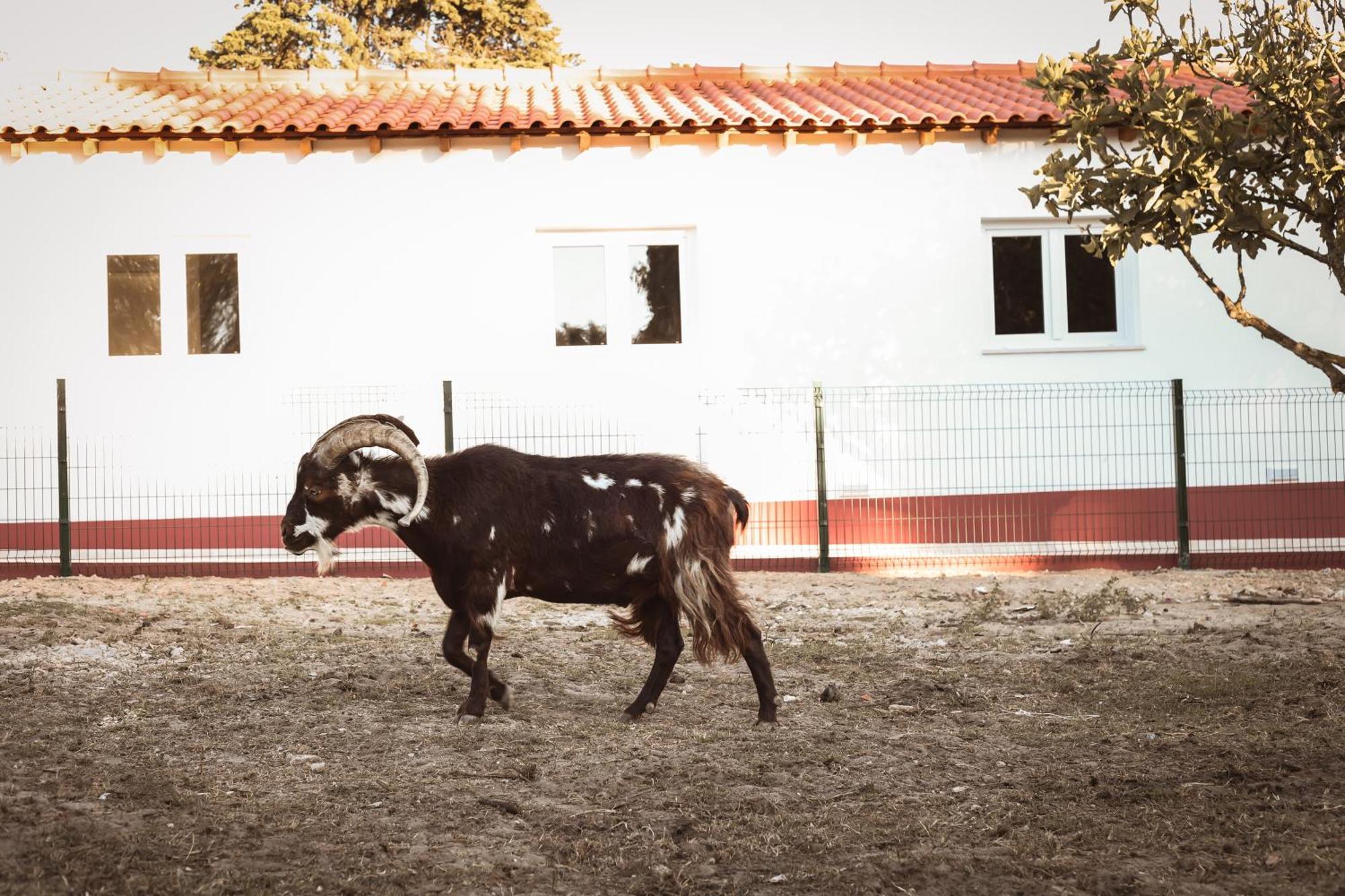 Quinta Das Cacadoras - Animal Lovers Only ปัลเมลา ภายนอก รูปภาพ