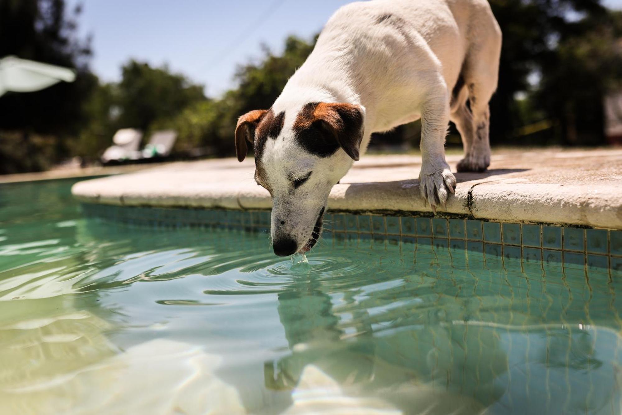 Quinta Das Cacadoras - Animal Lovers Only ปัลเมลา ภายนอก รูปภาพ
