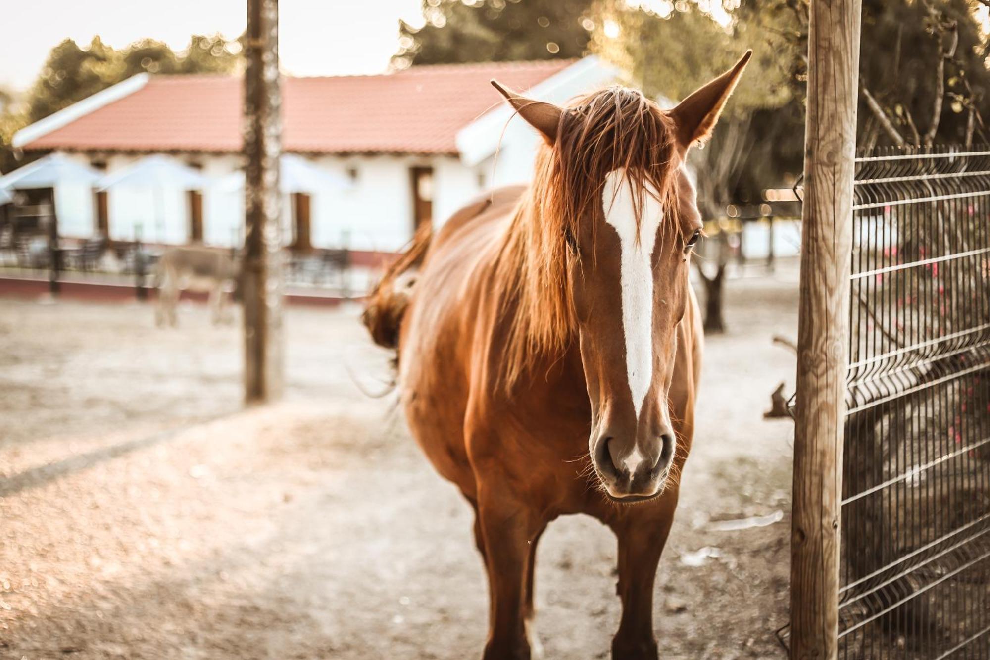 Quinta Das Cacadoras - Animal Lovers Only ปัลเมลา ภายนอก รูปภาพ