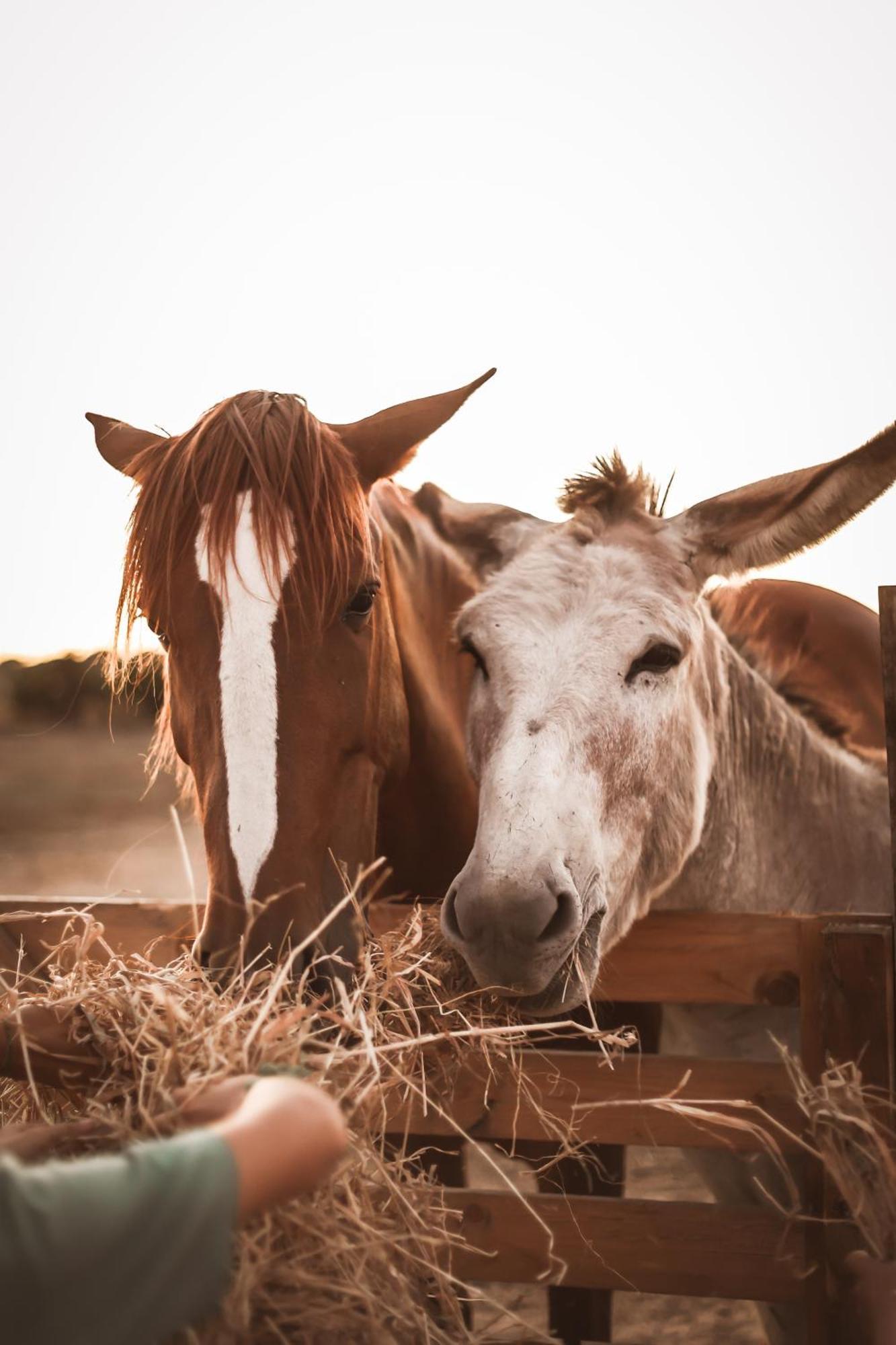 Quinta Das Cacadoras - Animal Lovers Only ปัลเมลา ภายนอก รูปภาพ