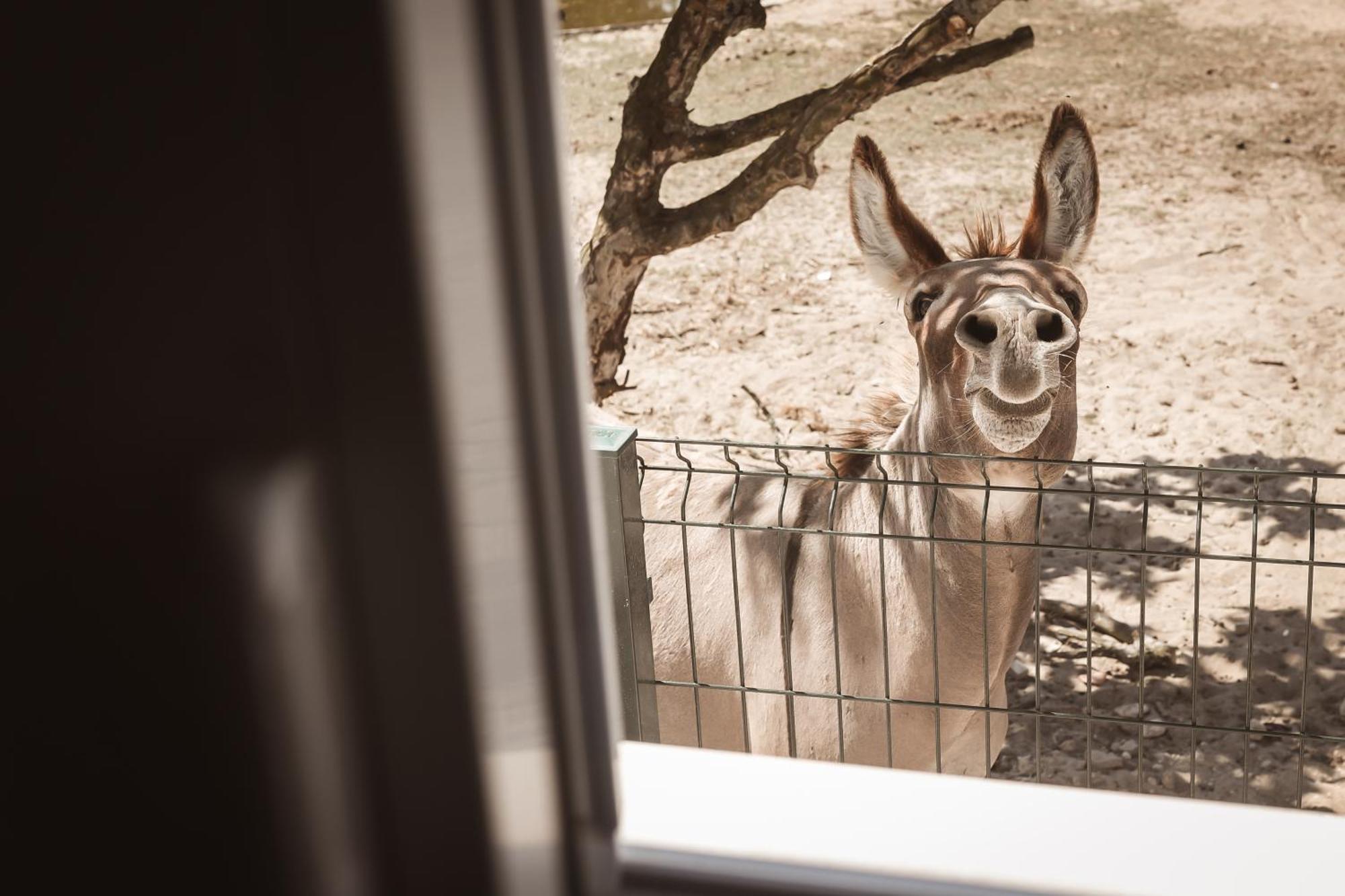 Quinta Das Cacadoras - Animal Lovers Only ปัลเมลา ภายนอก รูปภาพ