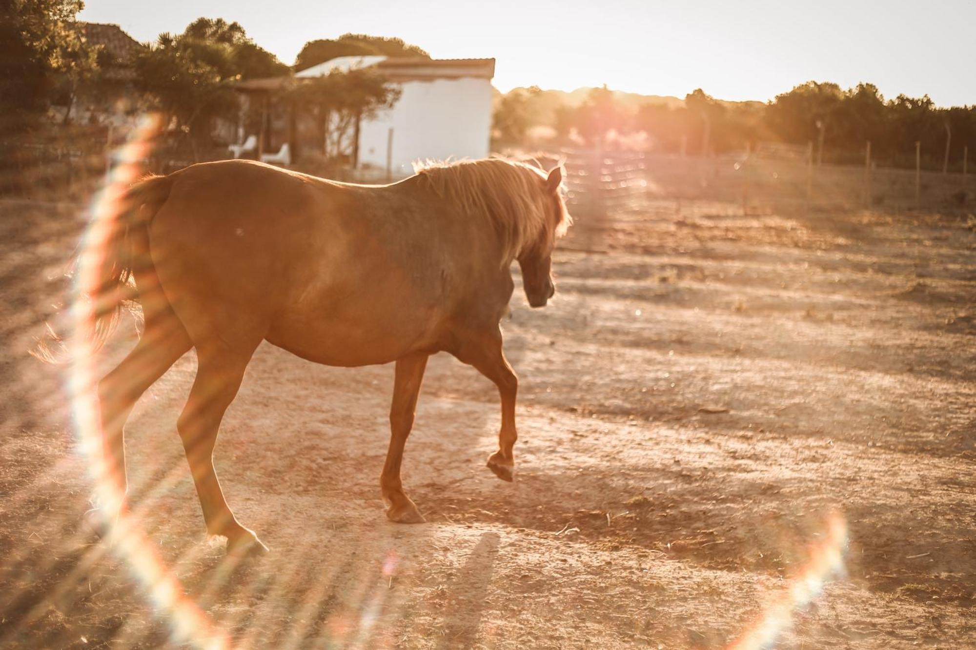 Quinta Das Cacadoras - Animal Lovers Only ปัลเมลา ภายนอก รูปภาพ