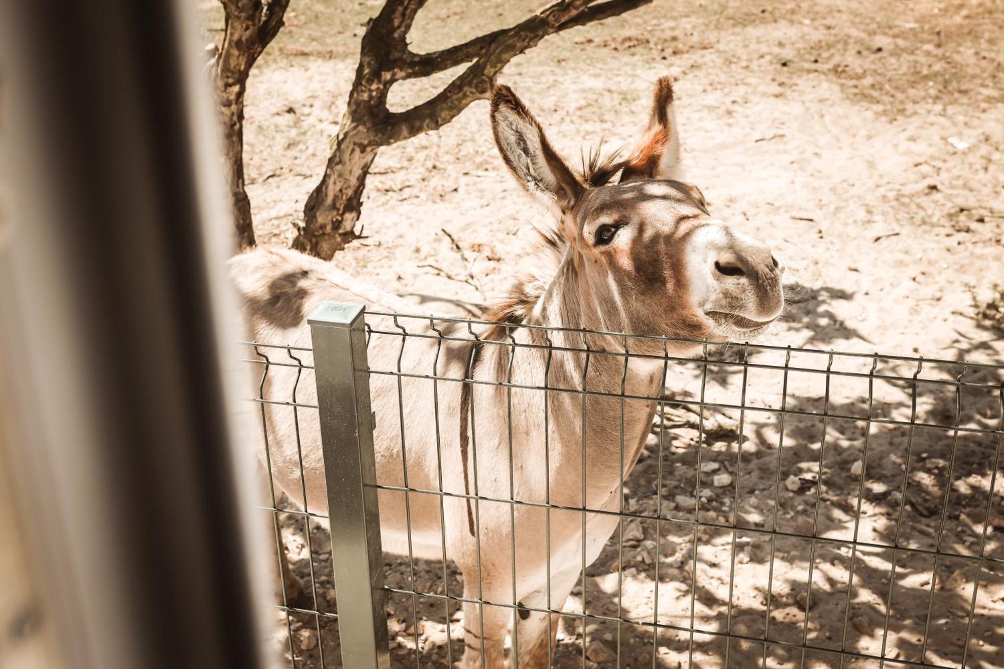 Quinta Das Cacadoras - Animal Lovers Only ปัลเมลา ภายนอก รูปภาพ